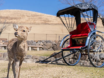 nara.jpg